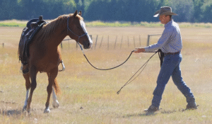 The Role of a Professional Horse Trainer