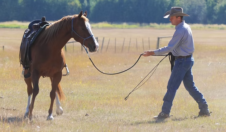 The Role of a Professional Horse Trainer